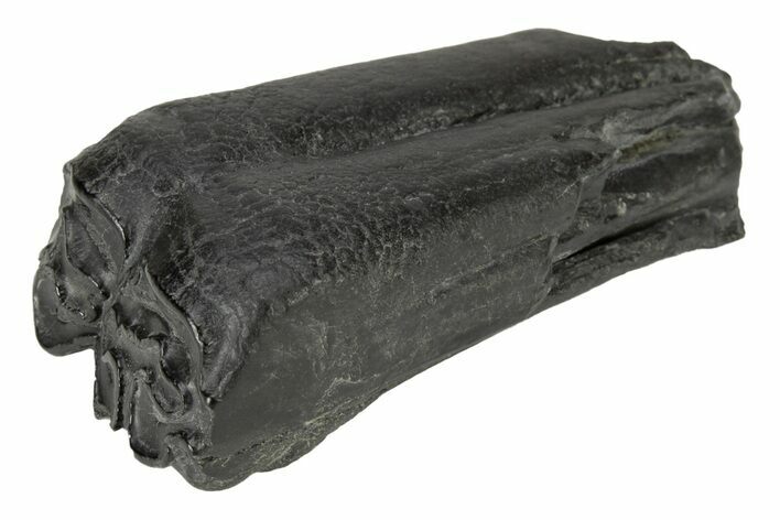 Pleistocene Aged Fossil Horse Tooth - South Carolina #239795